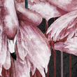 Fototapeta NAKURU I Różowe Flamingi na ciemnym tle