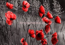 Fototapeta 11763 CZERWONE MAKI