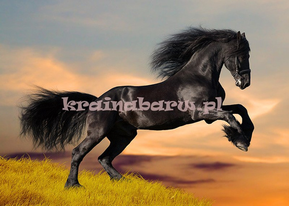 Fototapeta RE130006 CZARNY KOŃ