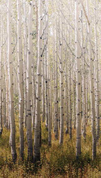 Tapeta Mural Birch Tree A42601