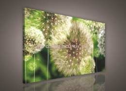 Obraz na płótnie PP120O1 Dmuchawiec