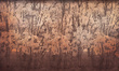 Fototapeta drzewa las Humming 