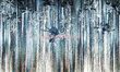 Fototapeta Native