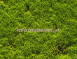 Fototapeta RE020014 ŻYWOPŁOT