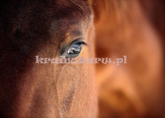 Fototapeta RE130012 KOŃ