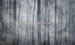Fototapeta Drzewa w tajemniczym lesie Shadow 1
