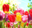 Fototapeta RE050015 KOLOROWE TULIPANY