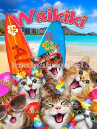 Fototapeta 12852 Kociaki Na Hawajach
