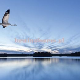 Panel G45276 Żuraw Global Fusion