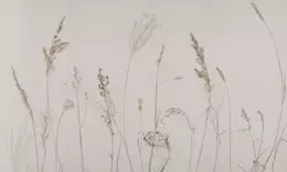 Fototapeta Wysokie trawy Campo di Avena