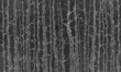 Fototapeta Drzewa Planty