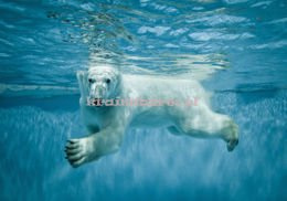 Fototapeta 12621 Niedźwieć Polarny