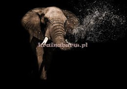 Fototapeta 11762 SŁOŃ