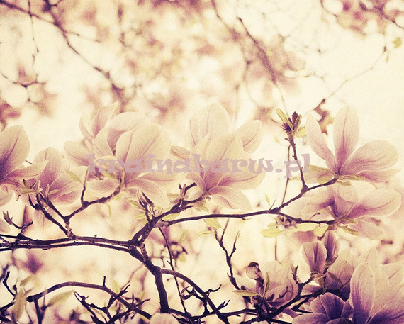 Fototapeta RE050017 MAGNOLIA