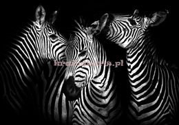 Fototapeta 11761 Zebry