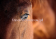 Fototapeta RE130012 KOŃ