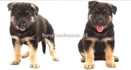 Naklejki na ścianę SZCZENIACZEK SNC359