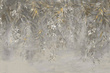 Fototapeta Honolulu, Gold