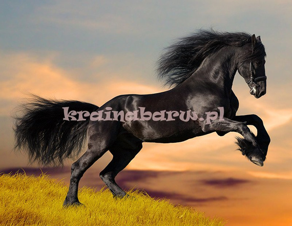 Fototapeta RE130006 CZARNY KOŃ