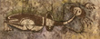 Tapeta Hybryda