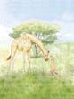 Tapeta Mural CW6115-2 Mom And Baby Giraf