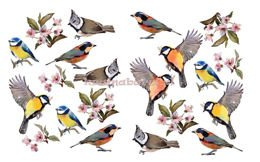 Naklejki na ścianę  PTASZKI SPN448TD