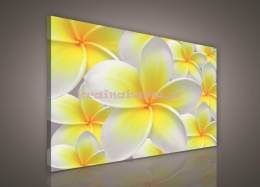 Obraz na płótnie PP123O1 Kwiat Wanilii