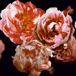 Tapeta Mural 26776 Rose Red Velvet