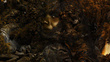 Fototapeta Ubuntu Forest