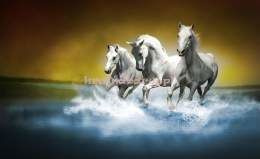 Fototapeta na flizelinie 425VE GALOPUJĄCE KONIE