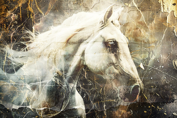 Fototapeta Koń w stylu vintage 56