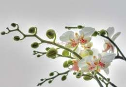 Fototapeta 1-608 Orchidee