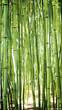 Tapeta Mural Bamboo A36901