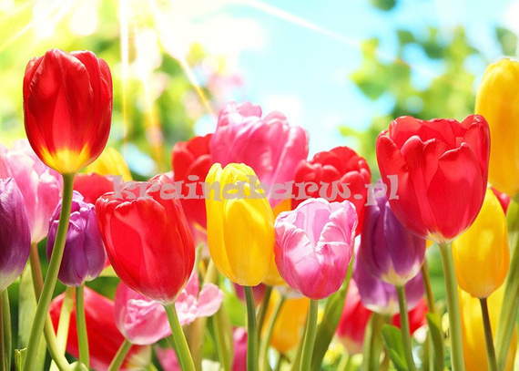 Fototapeta RE050015 KOLOROWE TULIPANY