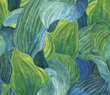 Panel Hosta Aqua 
