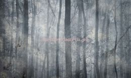 Fototapeta Drzewa w tajemniczym lesie Shadow 1