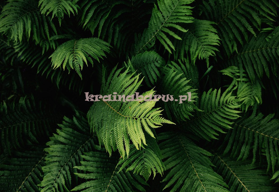 Fototapeta 12914 Liście