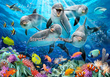 Fototapeta 12849 Uśmiechnięte Delfiny